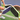 Pickleball Paddles - Gamma Sports